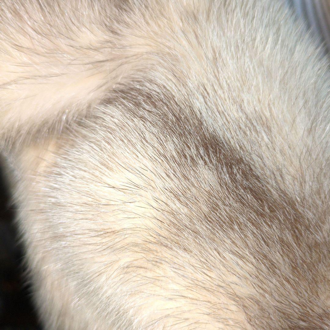 ⭕️ホワイトフロストミンクロングジレ