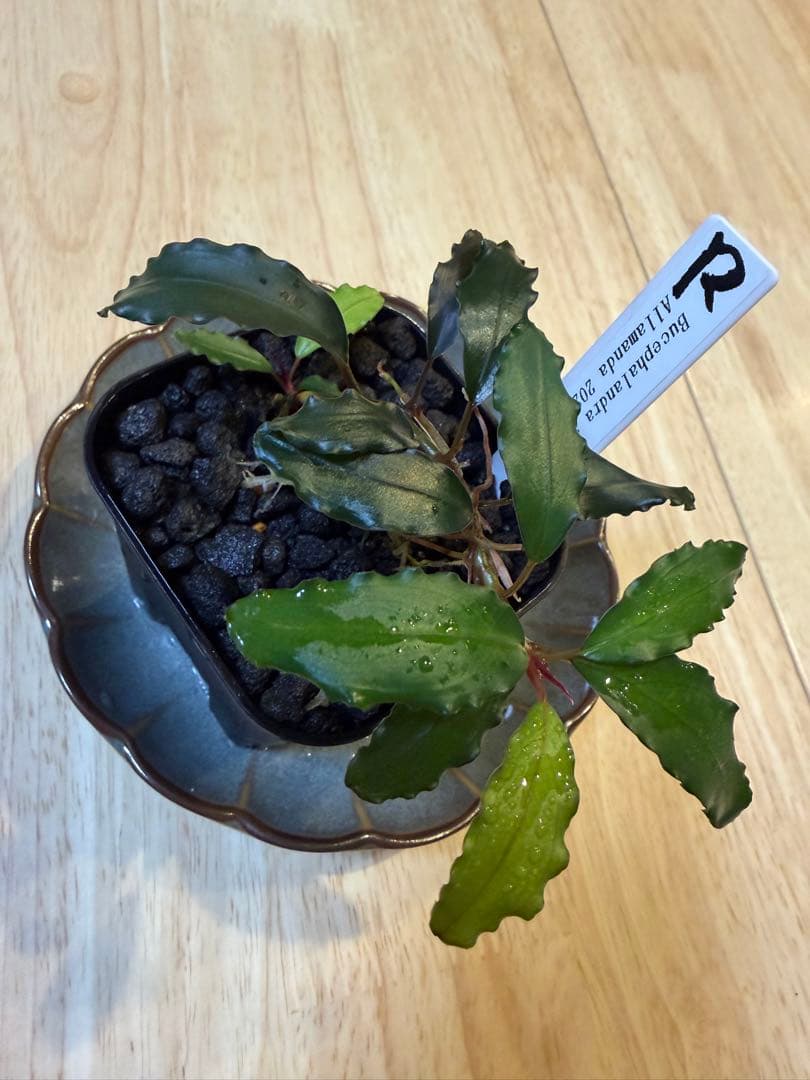 ブセファランドラお得セット C