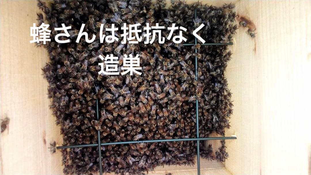 日本蜜蜂 重箱式巣箱４段　スライド底板 スノコ付き　説明書有　誘引液300cc付