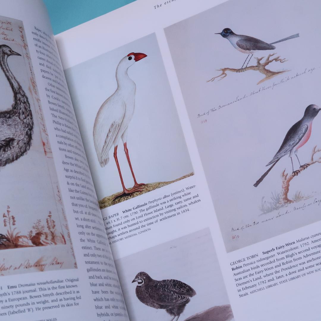 特別価格！ Feather and Brush：オーストラリア鳥類芸術300年