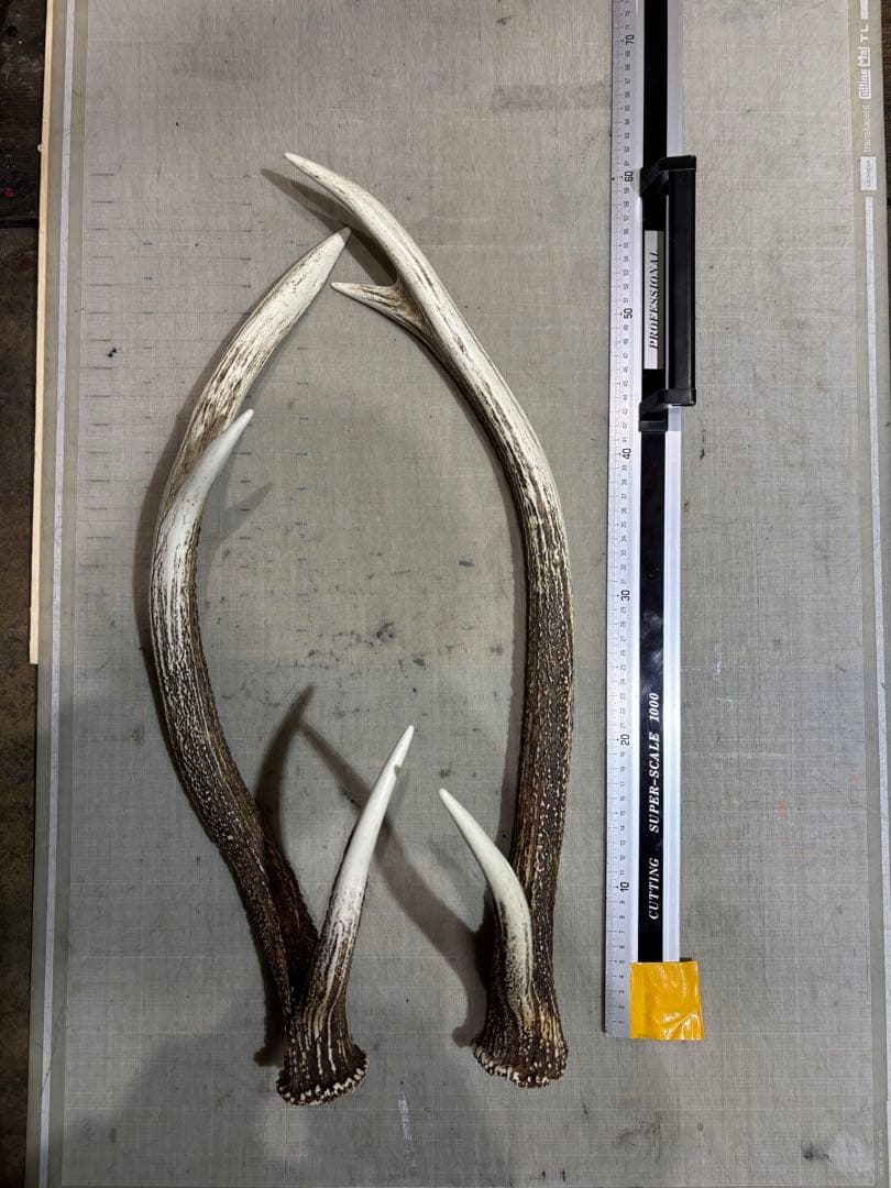 クラフト　蝦夷鹿の角