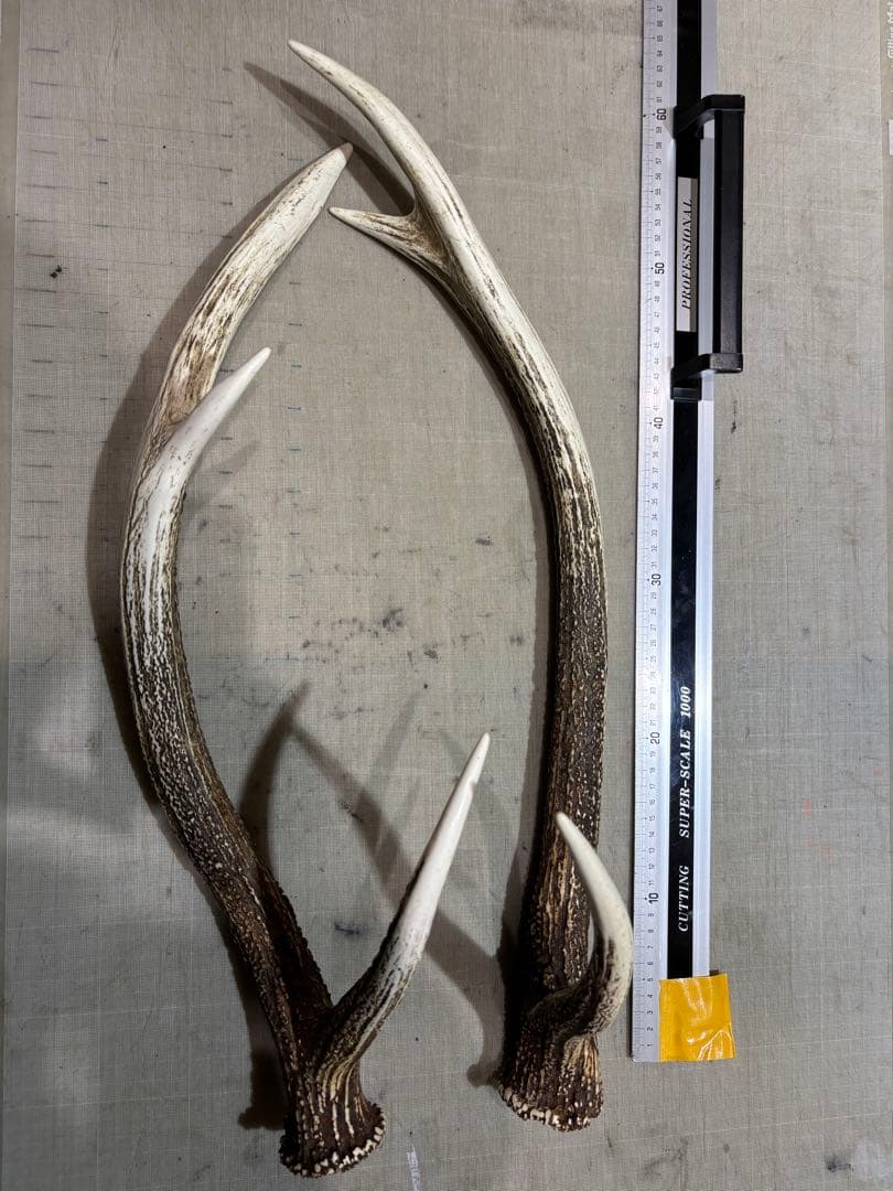 クラフト　蝦夷鹿の角