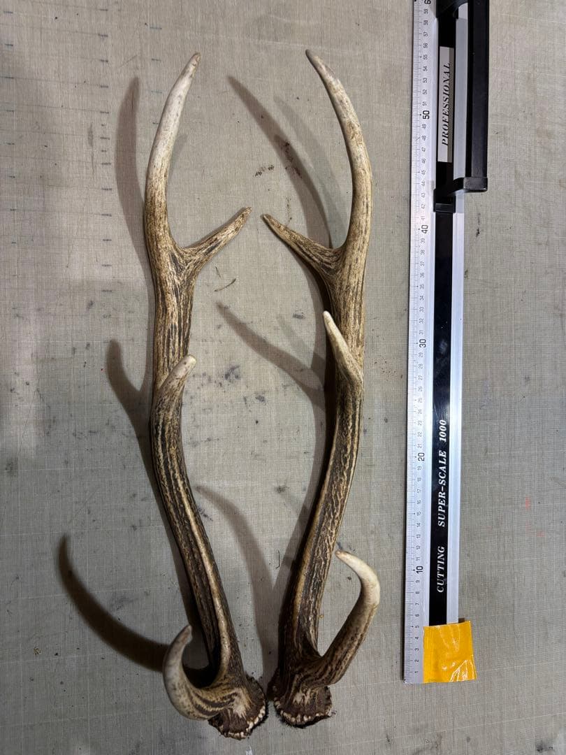 クラフト　蝦夷鹿の角