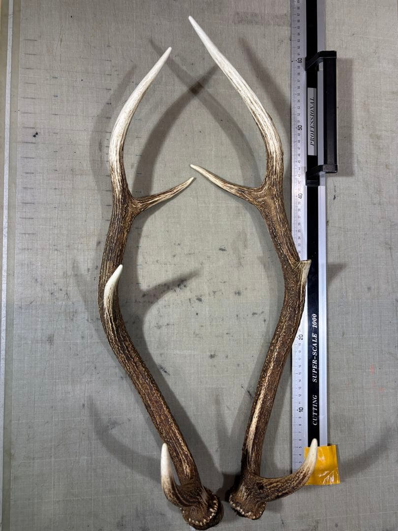 クラフト　蝦夷鹿の角