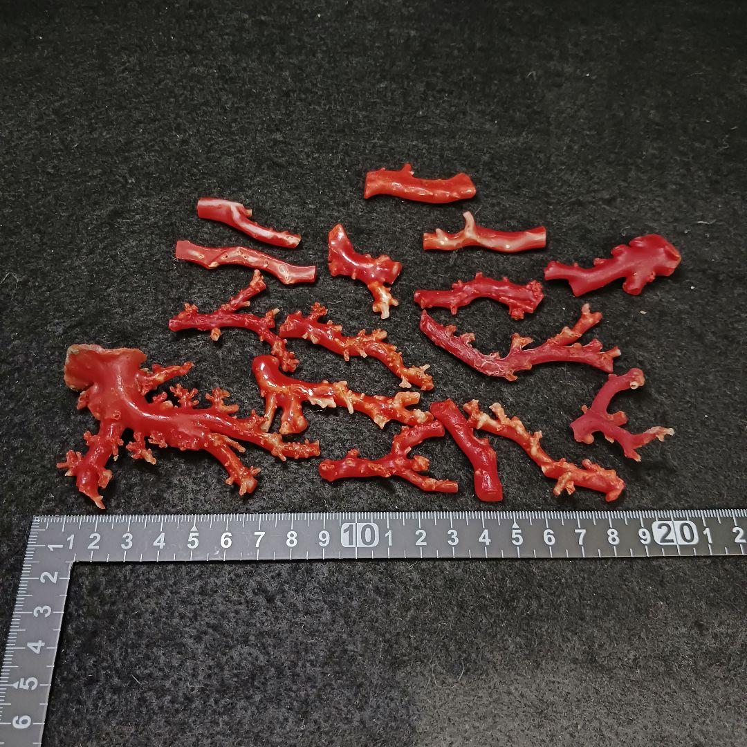 赤珊瑚 原木 枝 16点 総重量99.2g　ね