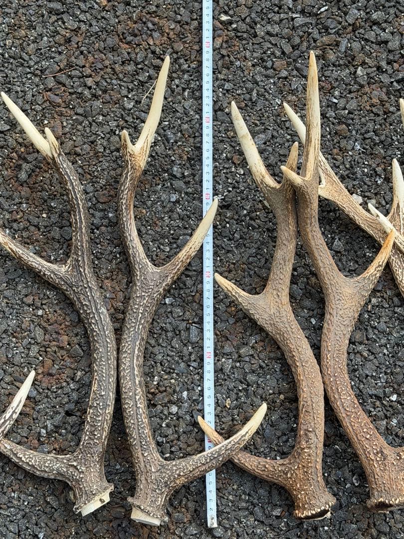 鹿の角 13本 まとめ売り