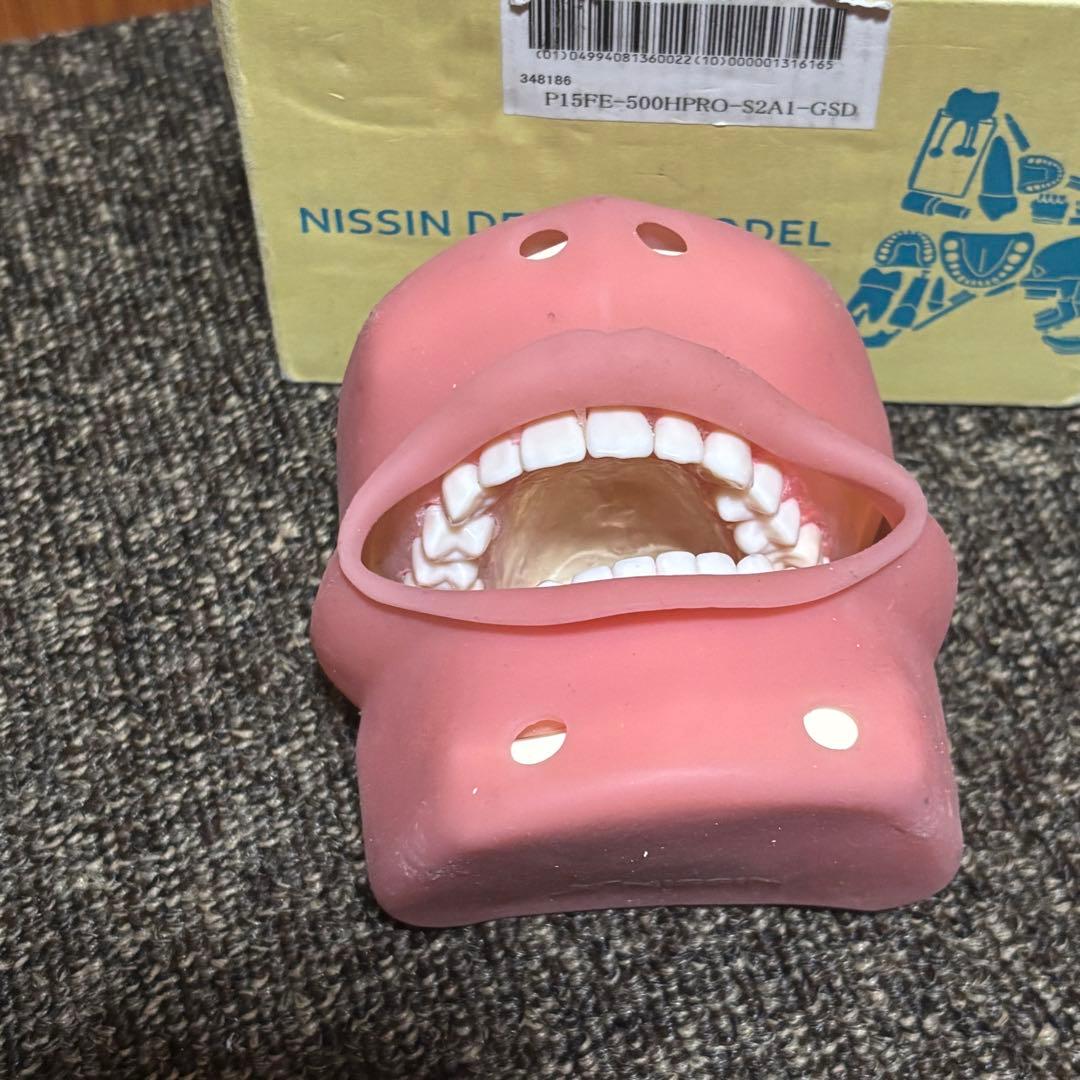 歯科 顎模型 頬粘膜 固定台セット ドライバー付き