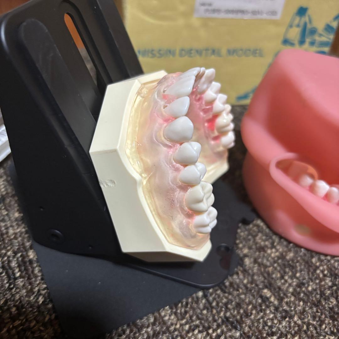 歯科 顎模型 頬粘膜 固定台セット ドライバー付き