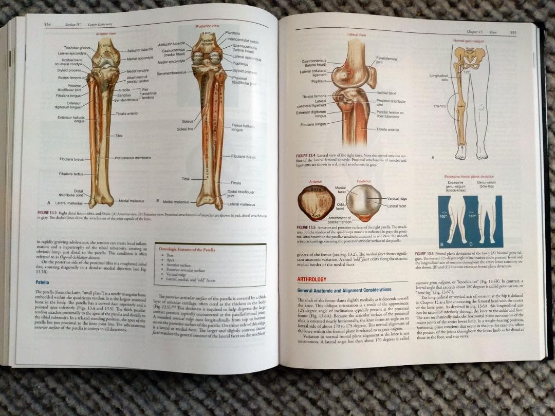 最新版　筋骨格系のキネシオロジー　第4版（英語版）