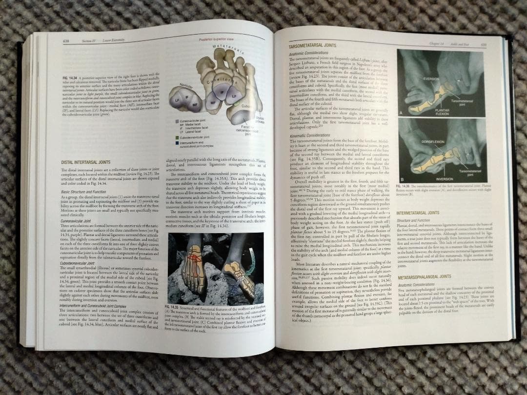 最新版　筋骨格系のキネシオロジー　第4版（英語版）