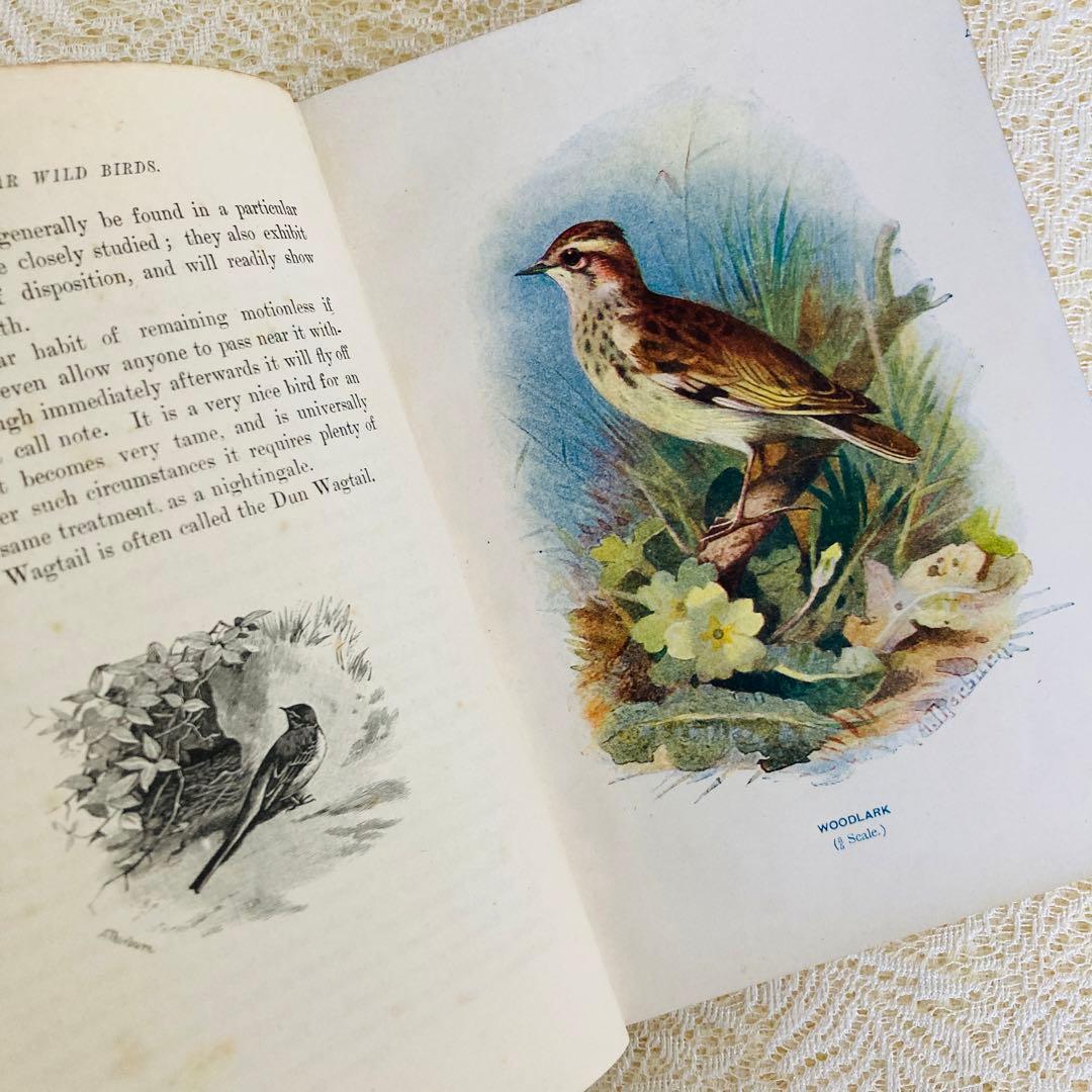 洋書　古書　Familiar Wild Birds 1&2巻　アンティーク鳥図鑑