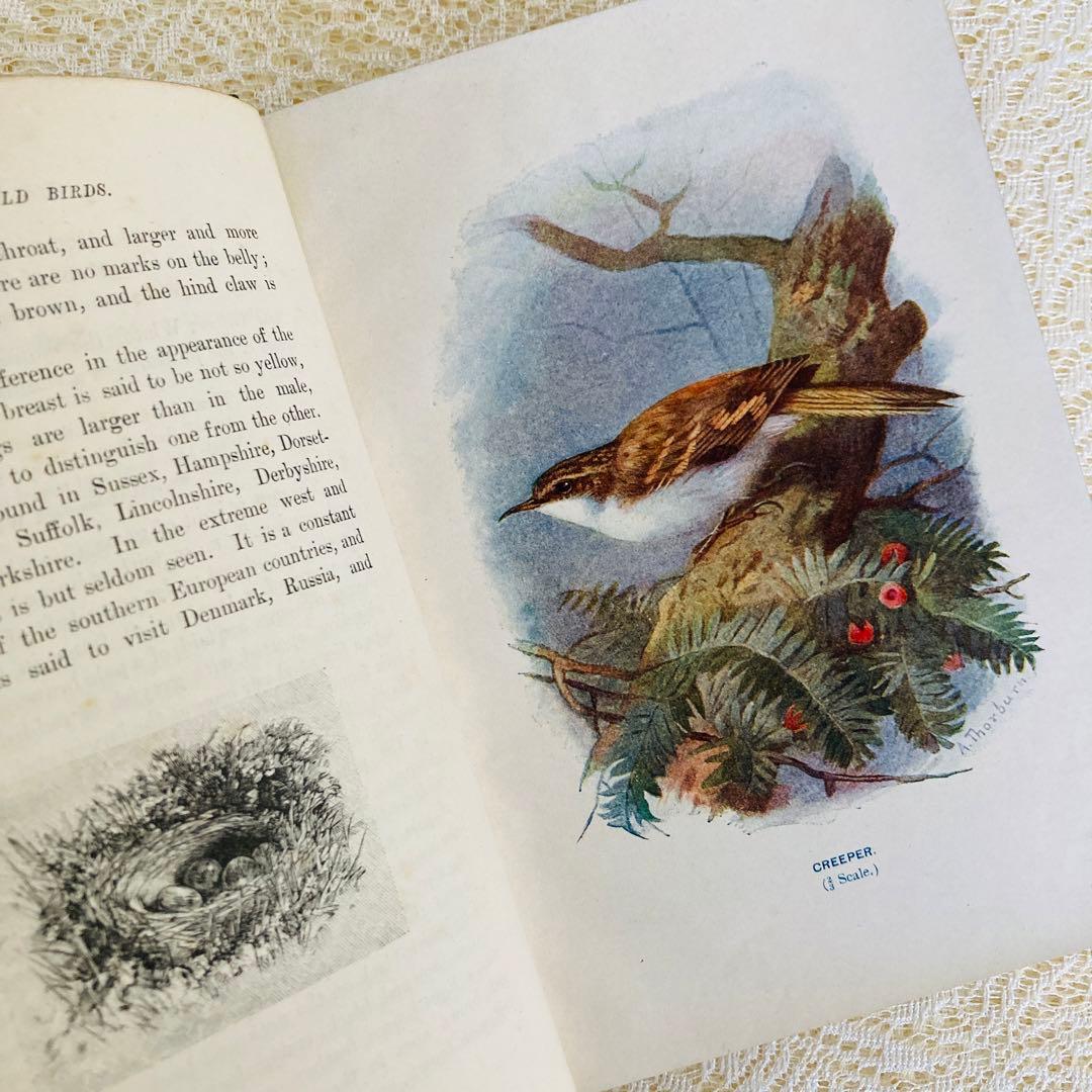 洋書　古書　Familiar Wild Birds 1&2巻　アンティーク鳥図鑑