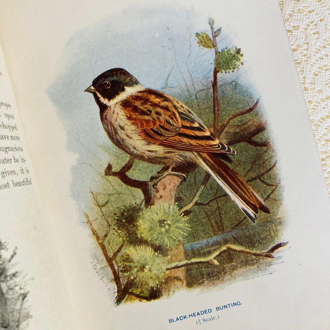 洋書　古書　Familiar Wild Birds 1&2巻　アンティーク鳥図鑑