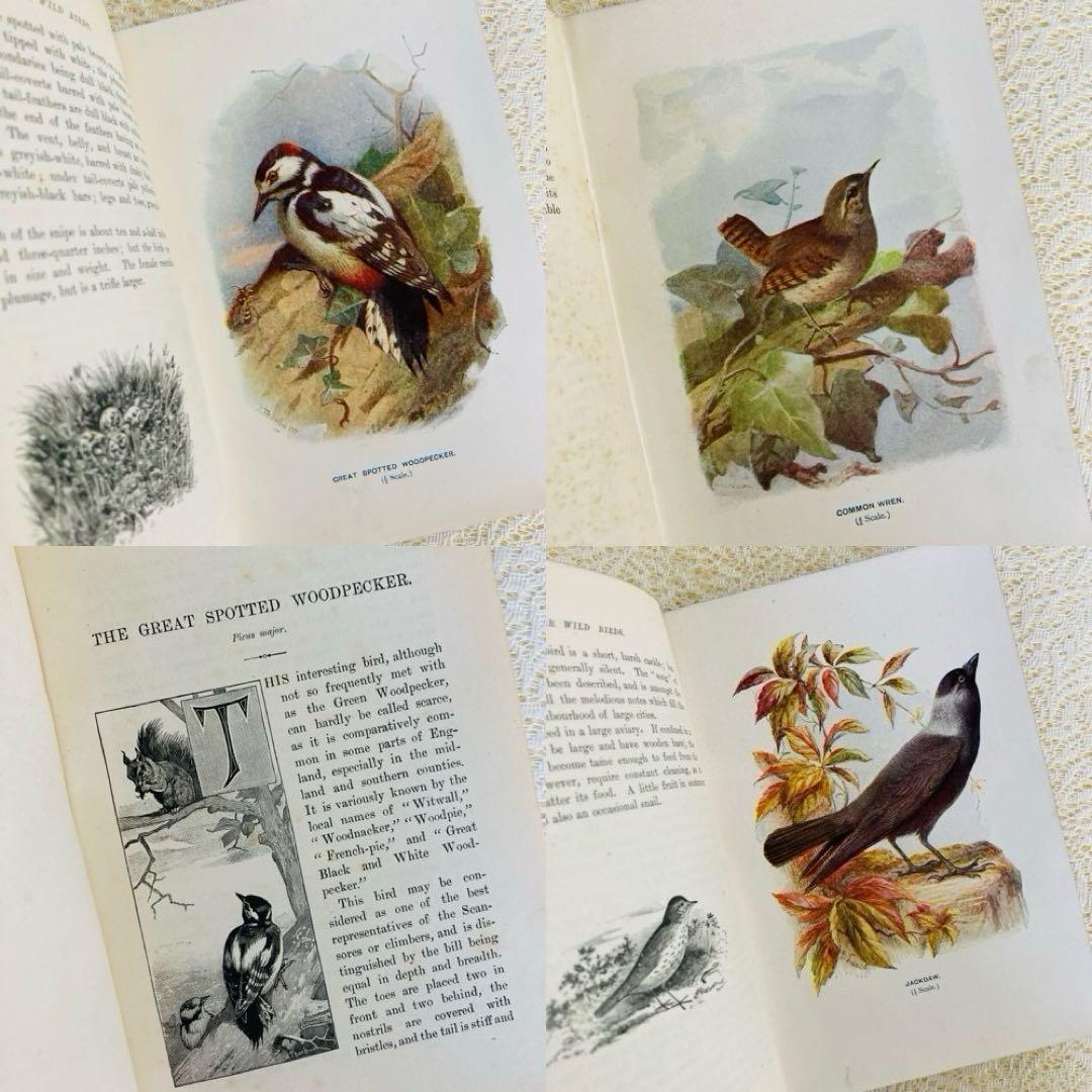 洋書　古書　Familiar Wild Birds 1&2巻　アンティーク鳥図鑑