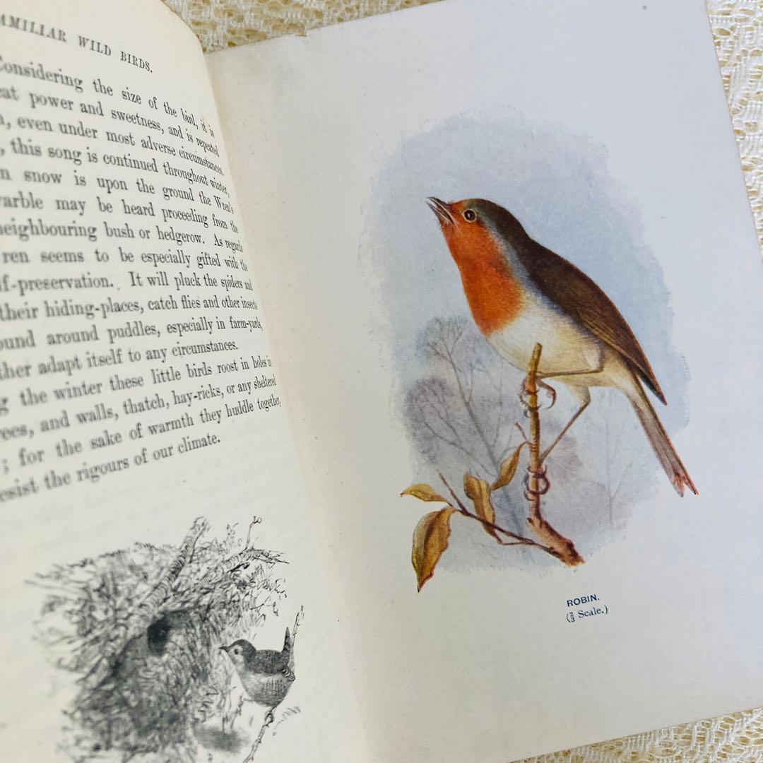 洋書　古書　Familiar Wild Birds 1&2巻　アンティーク鳥図鑑