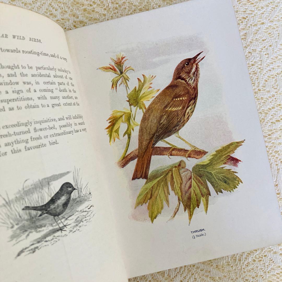洋書　古書　Familiar Wild Birds 1&2巻　アンティーク鳥図鑑
