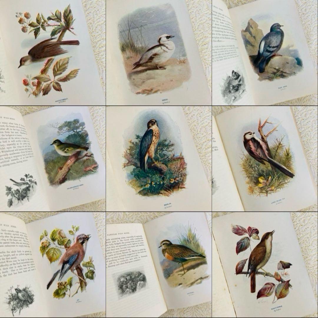 洋書　古書　Familiar Wild Birds 1&2巻　アンティーク鳥図鑑