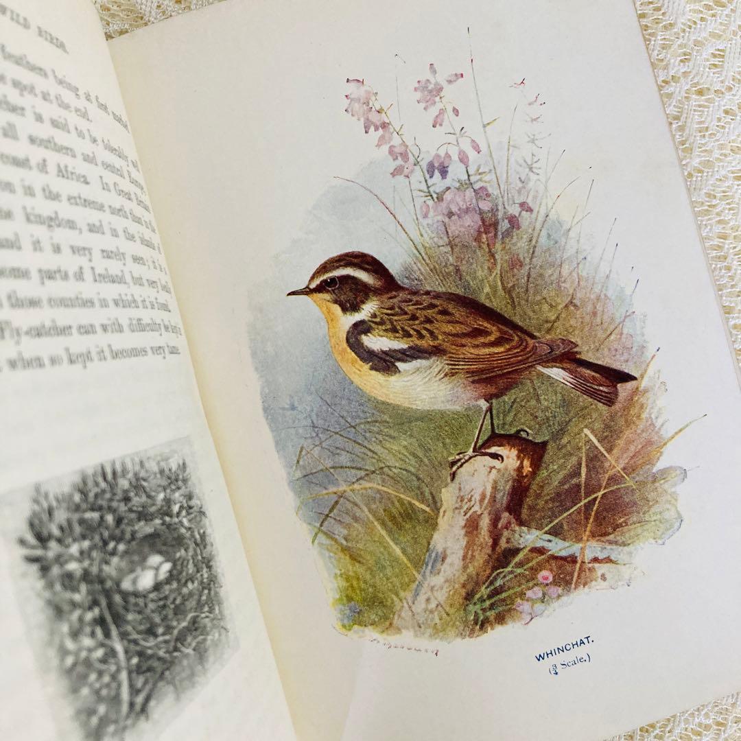 洋書　古書　Familiar Wild Birds 1&2巻　アンティーク鳥図鑑