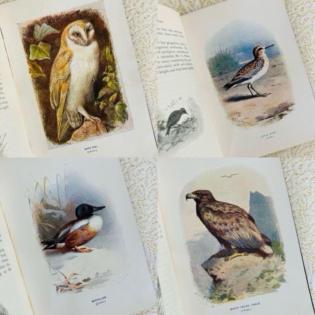 洋書　古書　Familiar Wild Birds 1&2巻　アンティーク鳥図鑑