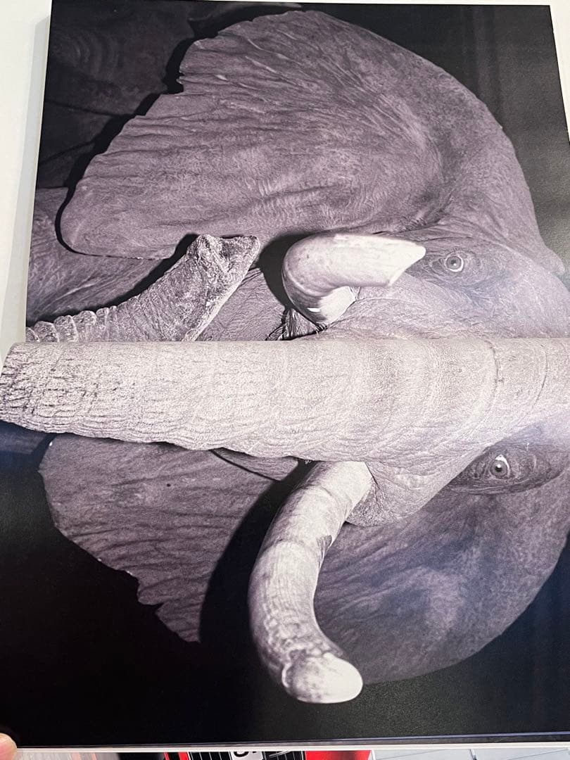 激レア　PARADIS No.4 purple 玉三郎　篠山紀信　国宝