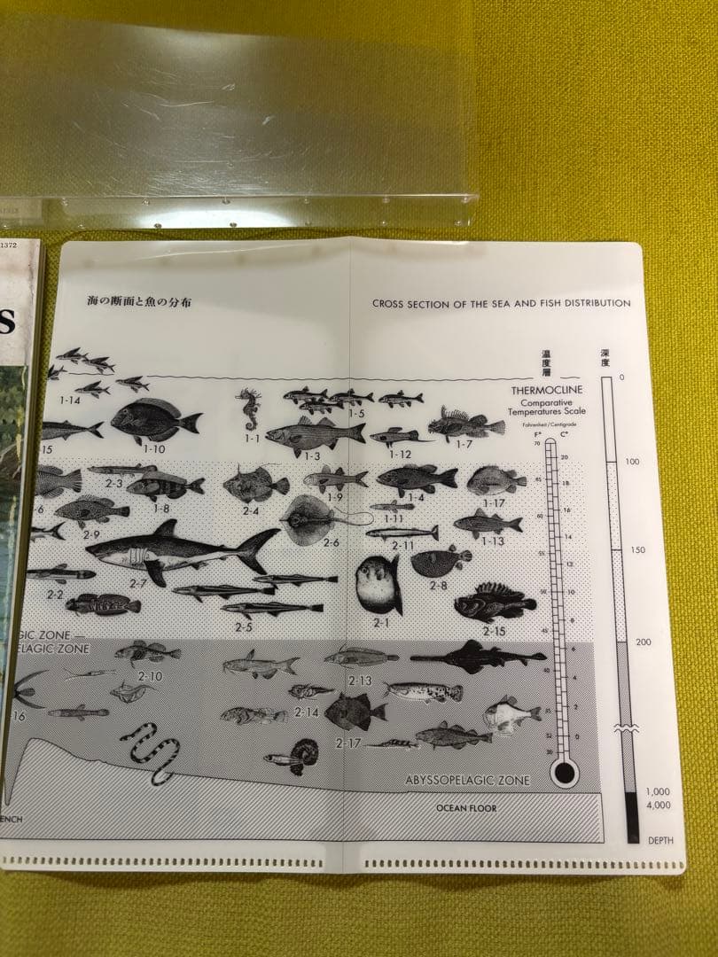 サカナクション　魚図鑑　2CD1DVD チケットホルダー付き