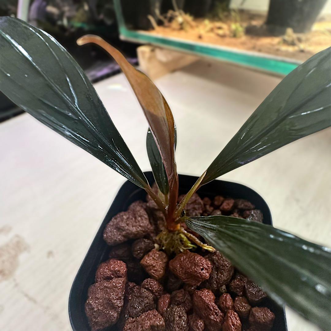 如*月様 ブセファランドラ Bucephalandra keris レアブセ