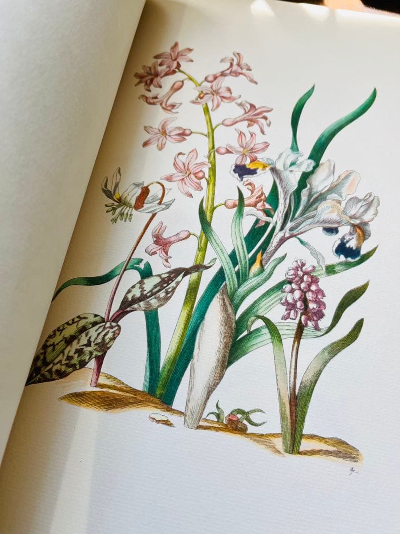 M.S. Merian お花図鑑　２冊　ヴィンテージ洋書　インゼル　初版1966