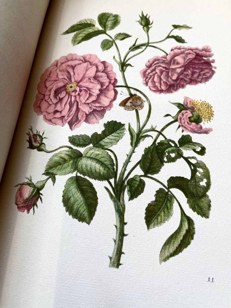 M.S. Merian お花図鑑　２冊　ヴィンテージ洋書　インゼル　初版1966