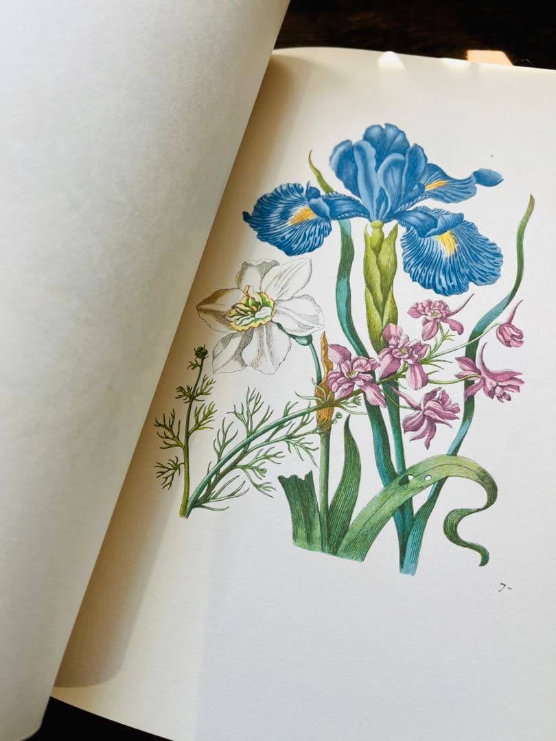 M.S. Merian お花図鑑　２冊　ヴィンテージ洋書　インゼル　初版1966