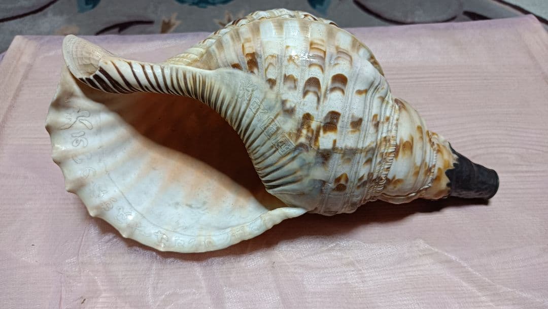 骨董ホラ貝、法螺貝　修行僧、山伏、魔除け　文字彫刻　美術品