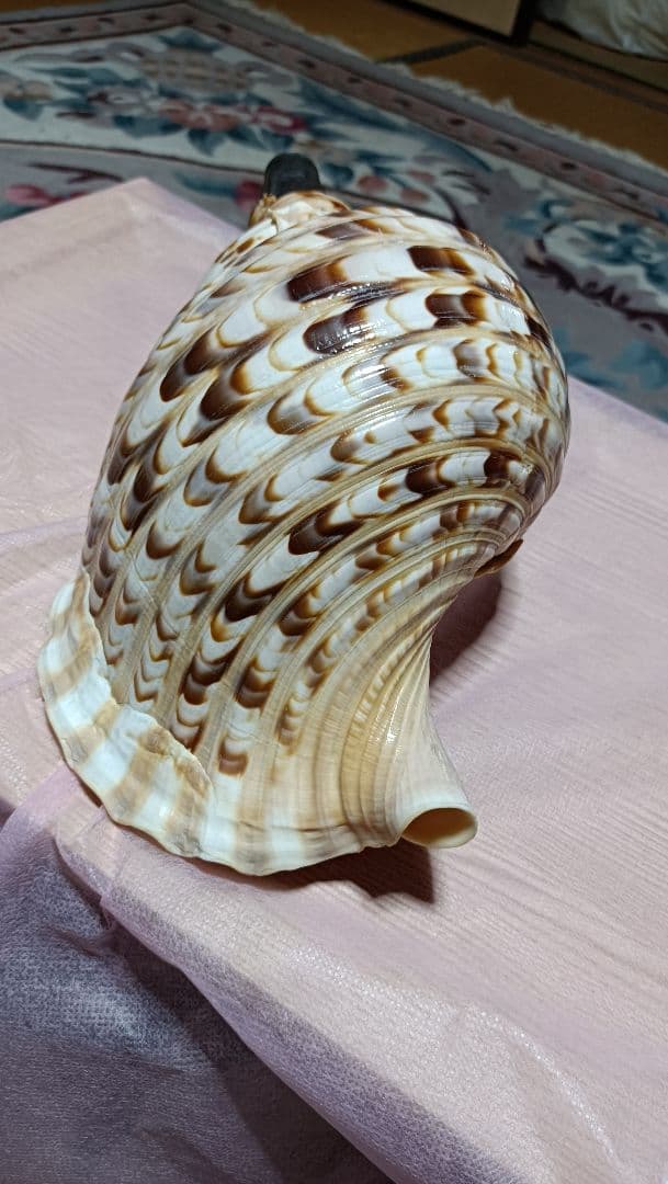 骨董ホラ貝、法螺貝　修行僧、山伏、魔除け　文字彫刻　美術品