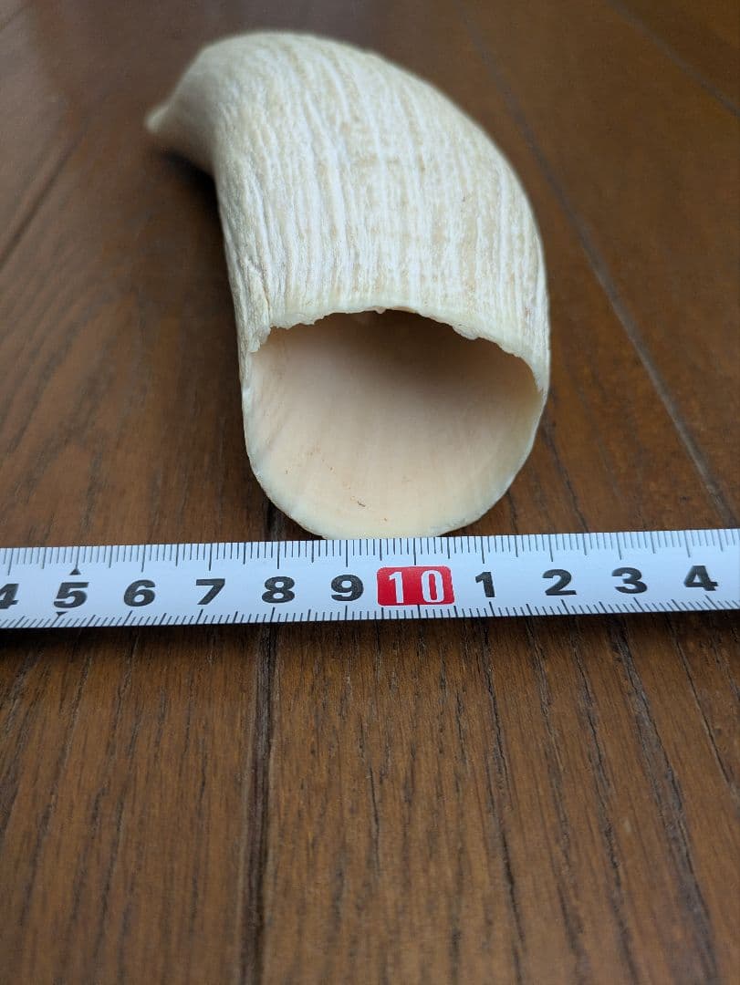 マッコウクジラの歯？