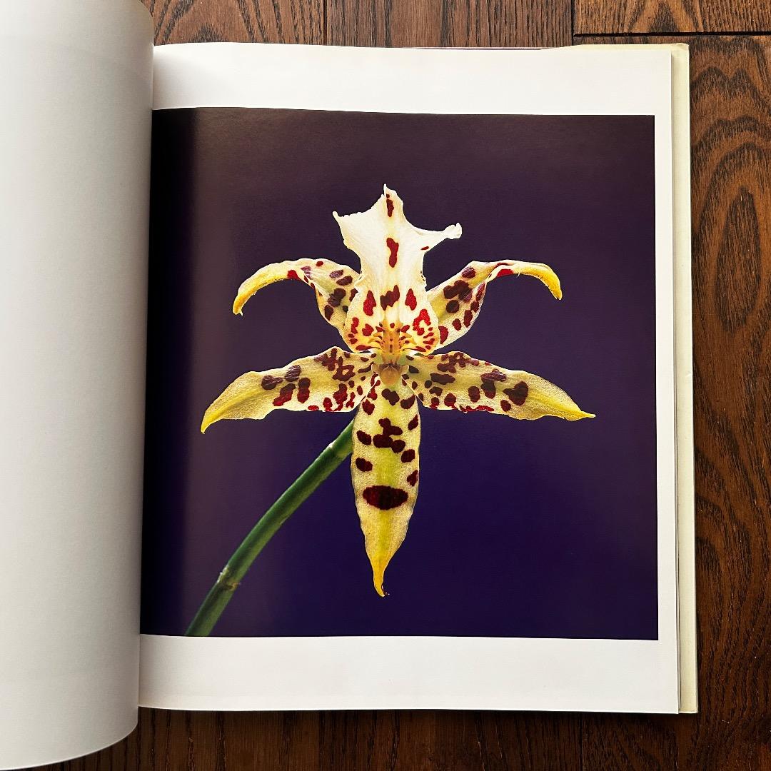 Flowers Mapplethorpe ロバート・メープルソープ写真集