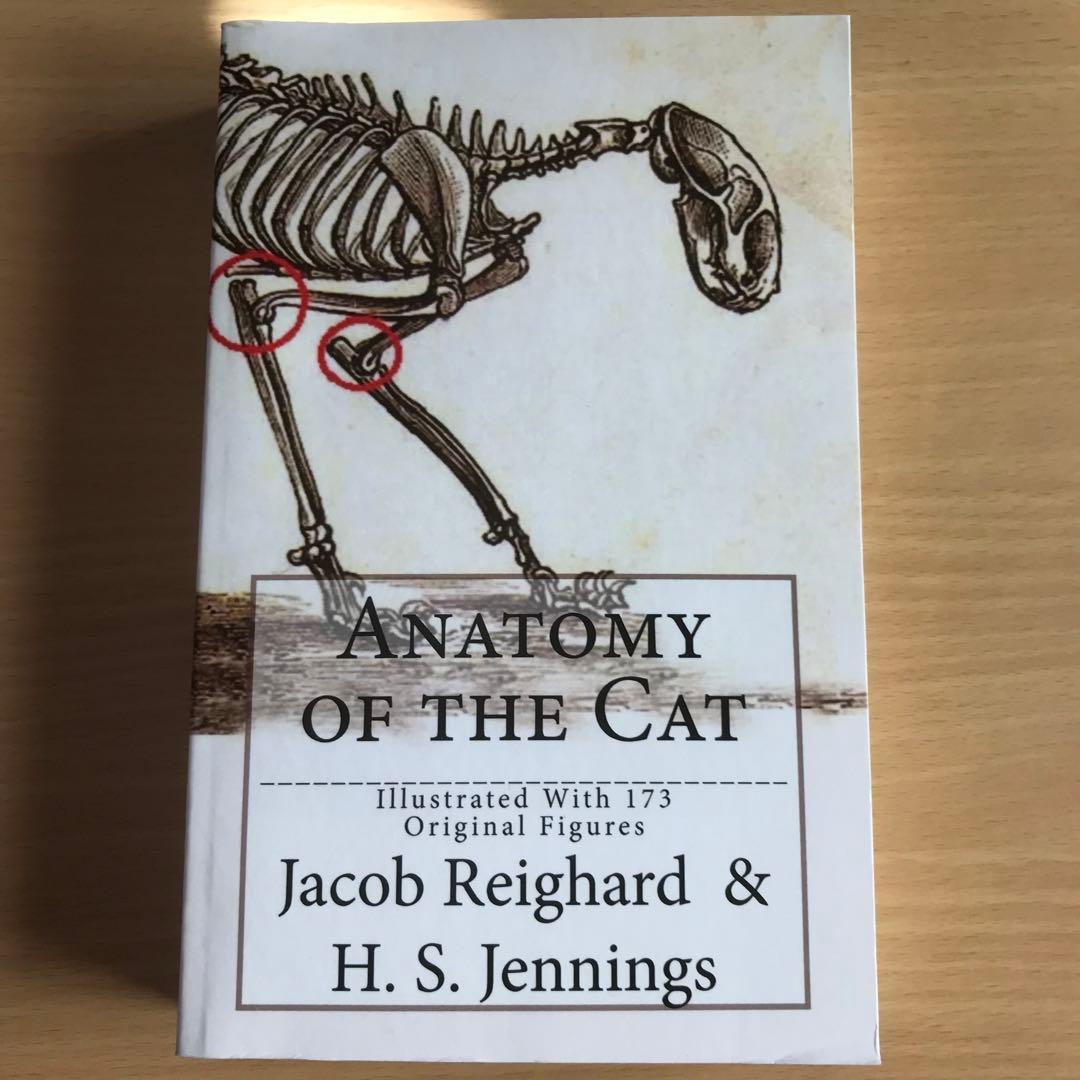 Anatomy of the Cat ほか猫解剖学関連書籍　４点セット