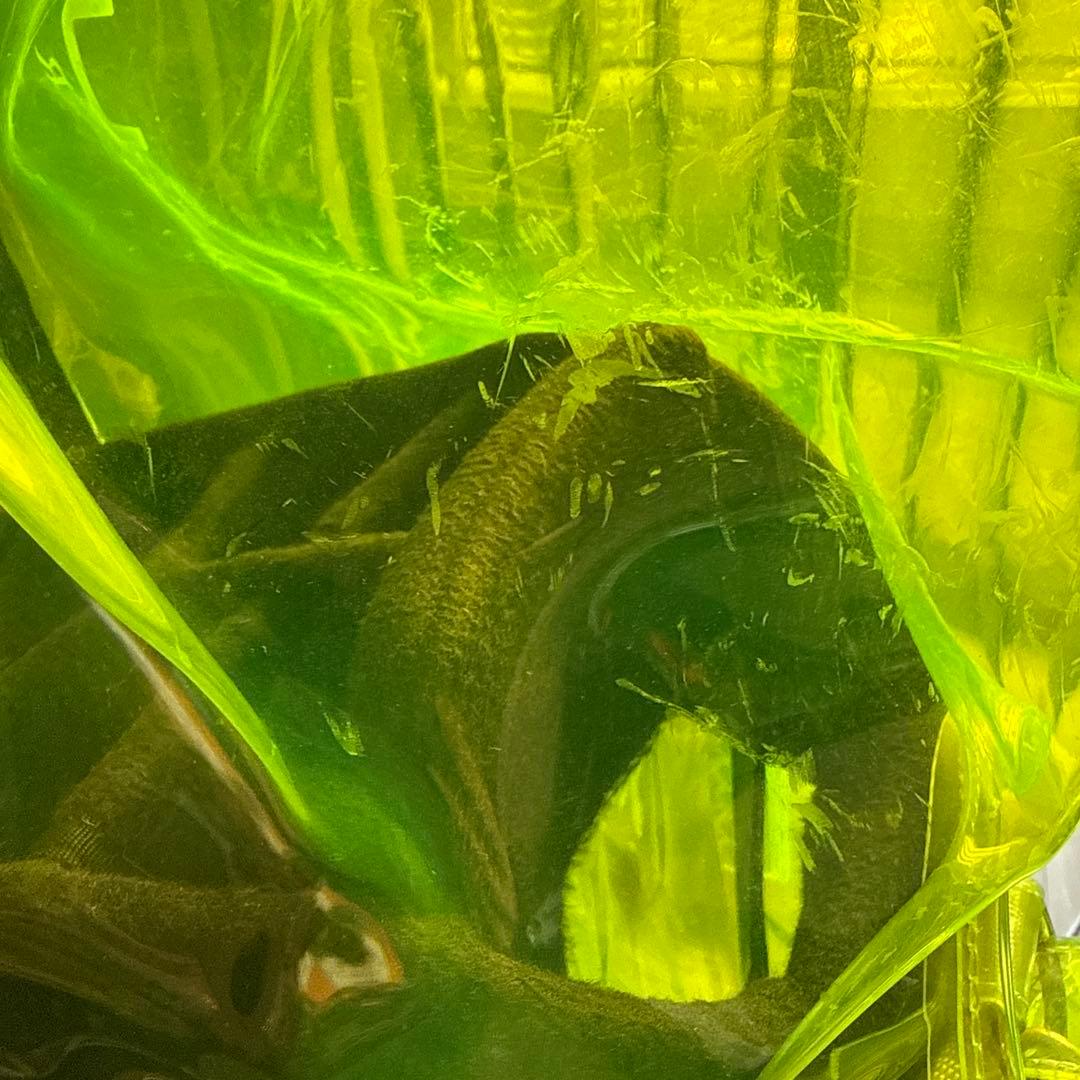 【k.F 】muta MARINE GOLF クリアキャディバッグ