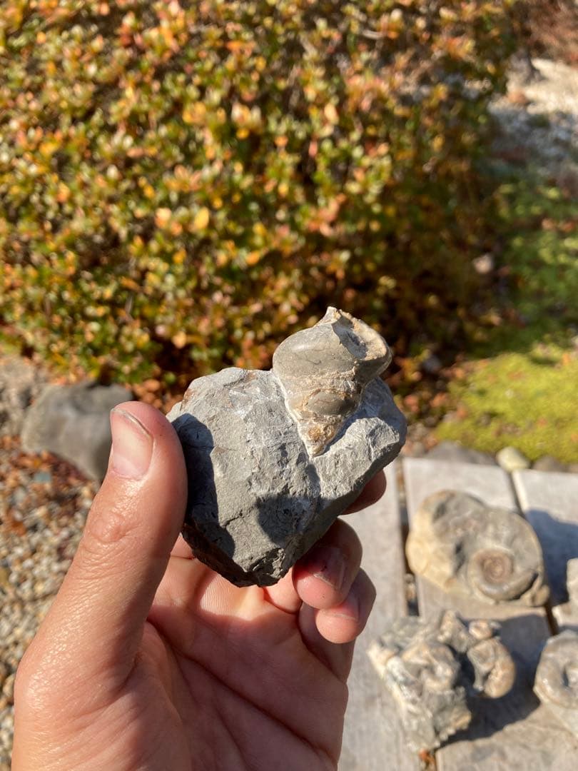 アンモナイト　貝などセット