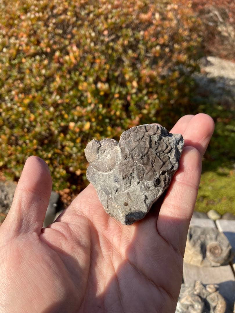 アンモナイト　貝などセット