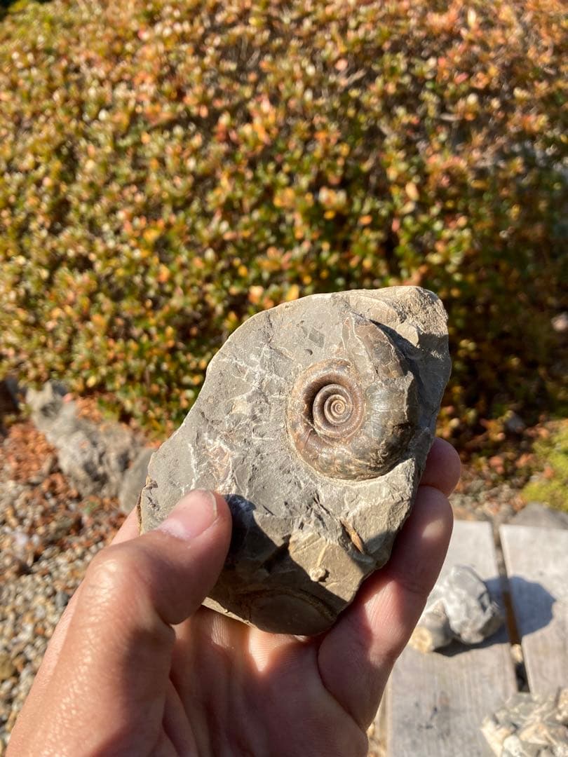 アンモナイト　貝などセット