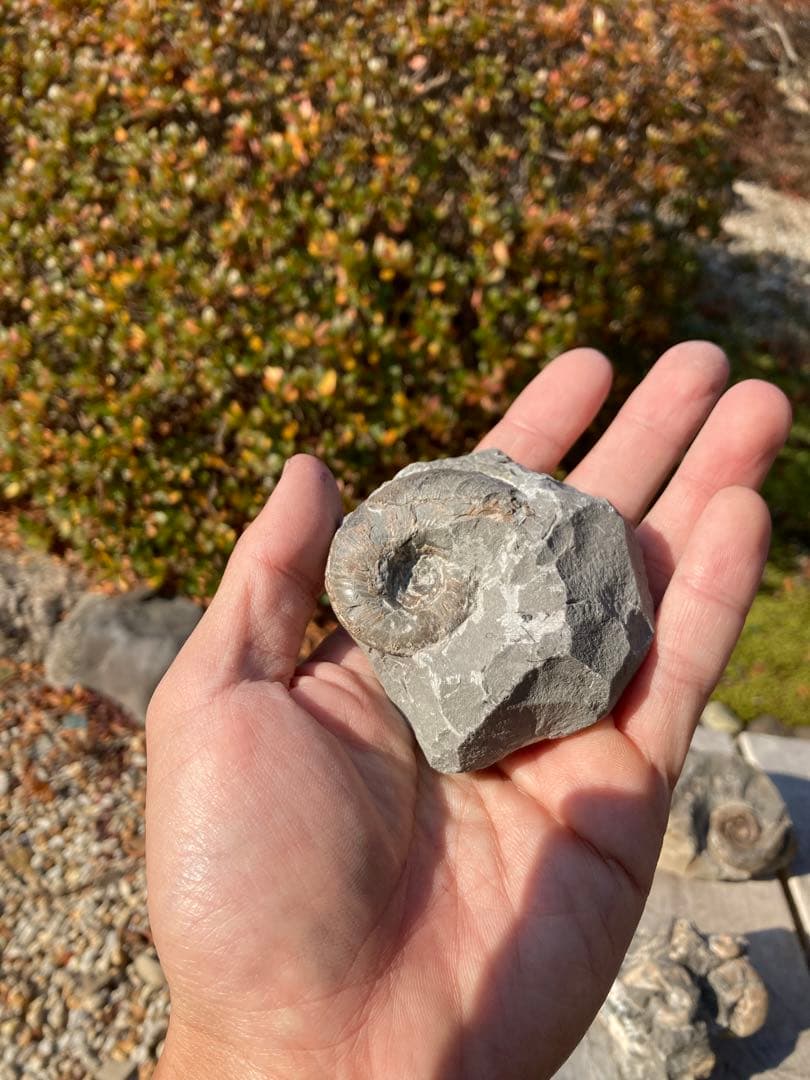 アンモナイト　貝などセット