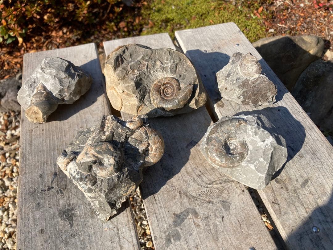 アンモナイト　貝などセット