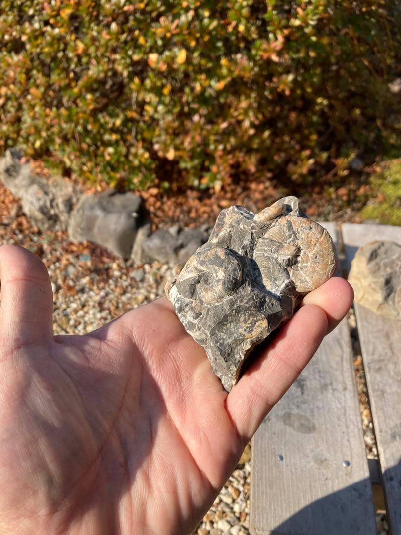 アンモナイト　貝などセット