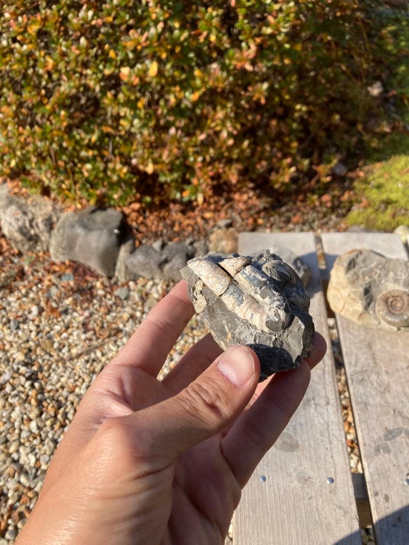 アンモナイト　貝などセット