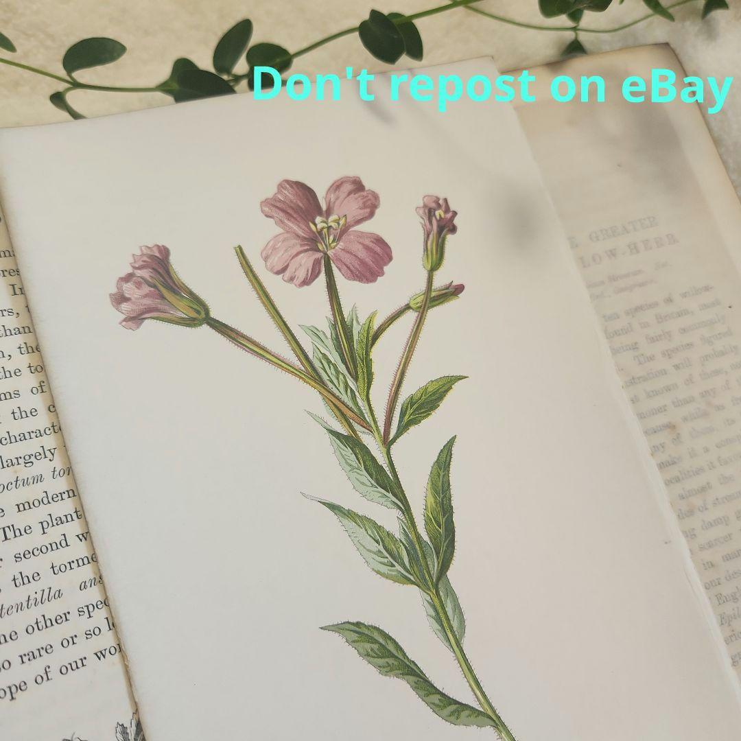 植物図鑑　洋書　ボタニカルアート　アンティーク　リトグラフ　26