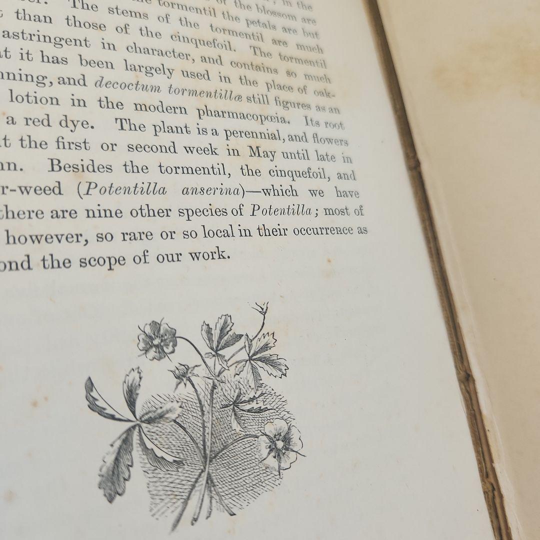 植物図鑑　洋書　ボタニカルアート　アンティーク　リトグラフ　26