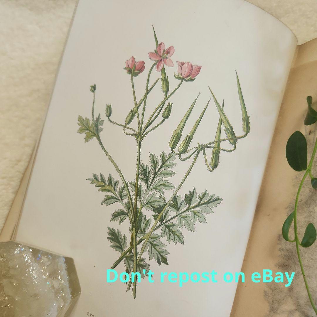 植物図鑑　洋書　ボタニカルアート　アンティーク　リトグラフ　26