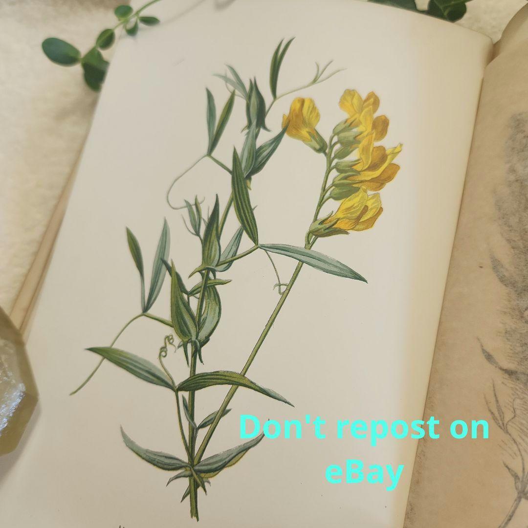 植物図鑑　洋書　ボタニカルアート　アンティーク　リトグラフ　26