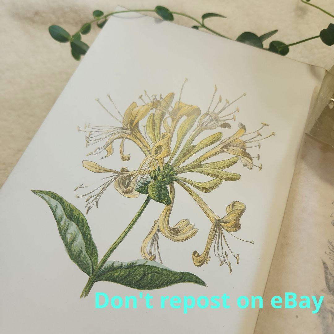 植物図鑑　洋書　ボタニカルアート　アンティーク　リトグラフ　26
