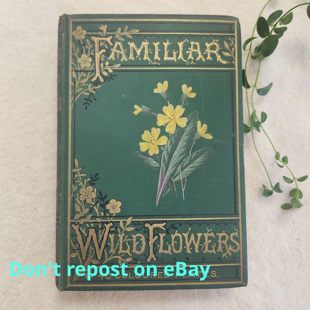 植物図鑑　洋書　ボタニカルアート　アンティーク　リトグラフ　26