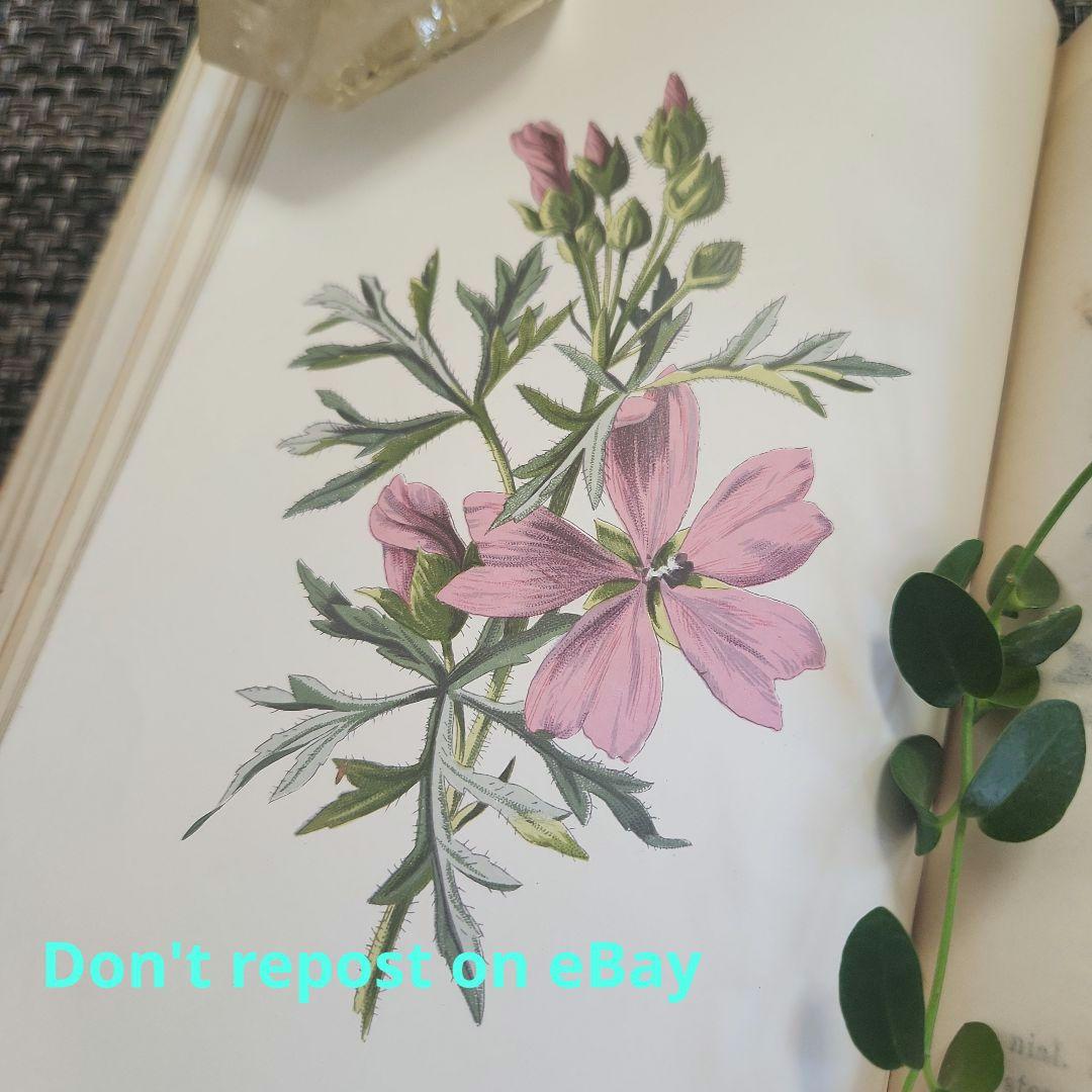 植物図鑑　洋書　ボタニカルアート　アンティーク　リトグラフ　26