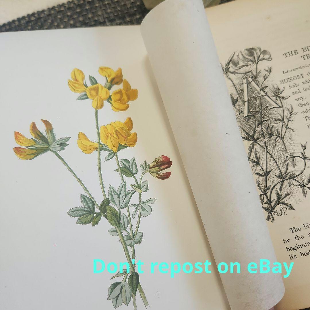 植物図鑑　洋書　ボタニカルアート　アンティーク　リトグラフ　26